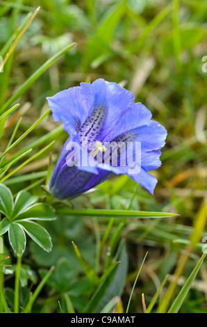 La genziana clusius (gentiana clusii) Foto Stock