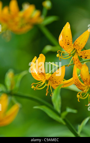 Lily (lilium hansonii) Foto Stock