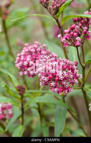 Swamp milkweed (asclepias incarnata) Foto Stock