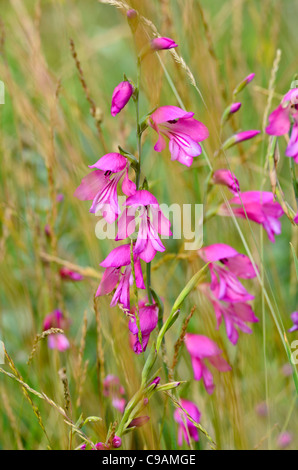 Marsh gladiolus (Gladiolus palustris) Foto Stock