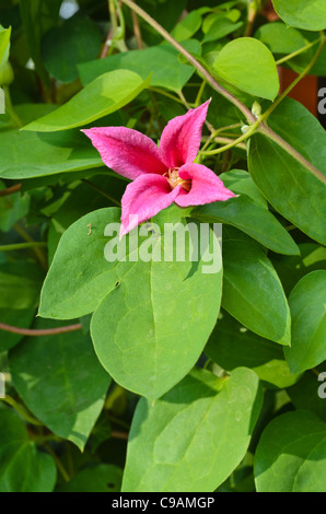 Crimson clematis (Clematis texensis "princess diana' syn. clematis texensis "principessa di Galles') Foto Stock