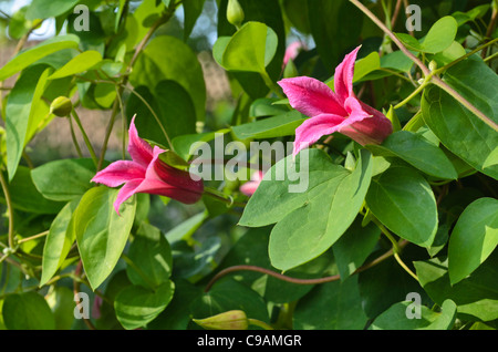 Crimson clematis (Clematis texensis "princess diana' syn. clematis texensis "principessa di Galles') Foto Stock