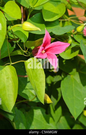 Crimson clematis (Clematis texensis "princess diana' syn. clematis texensis "principessa di Galles') Foto Stock