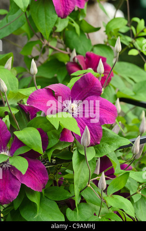 Clematis (Clematis rouge cardinale) Foto Stock