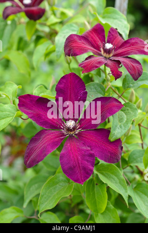 Clematis (Clematis westerplatte) Foto Stock