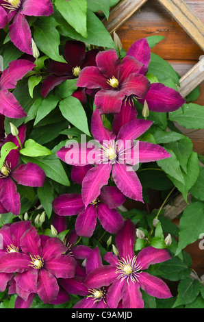 Clematis (Clematis niobe) Foto Stock