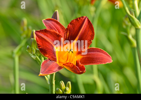 Giglio di giorno (hemerocallis rosso e presto) Foto Stock