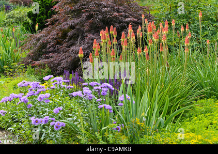 Torcia gigli (kniphofia), fleabanes (erigeron) e saggi (salvia) Foto Stock