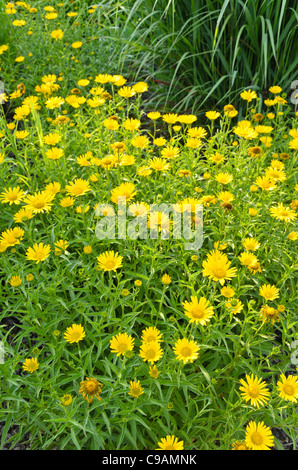 Giallo (oxeye buphthalmum salicifolium) Foto Stock