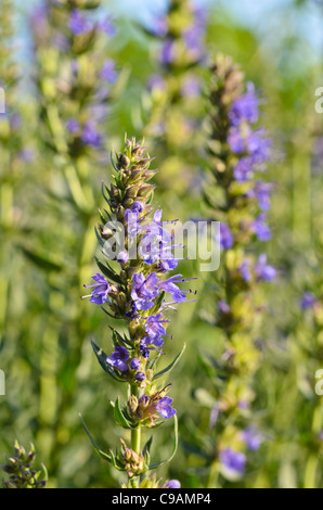 Issopo (Hyssopus officinalis) Foto Stock