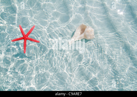 Stella Marina e conchiglia in clea spiaggia di sabbia bianca di acqua di ondulazione Foto Stock