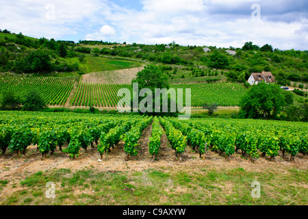 Puligny Montrachet,Borgogna Village,Centro, la Cave du Vin, negozio di vino, caffè,hotels,Montrachet,Grande Cru de Bourgogne,Francia Foto Stock