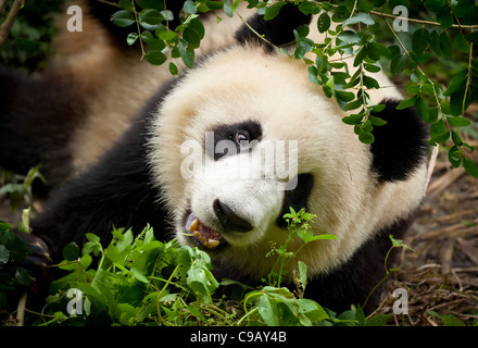 Panda gigante, Ailuropoda melanoleuca Panda allevamento e centro di ricerca, Chengdu PRC, Repubblica Popolare di Cina e Asia Foto Stock