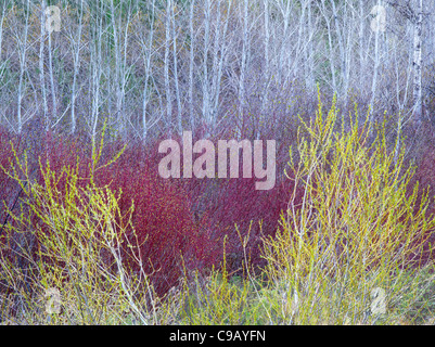 Salici in primavera con alberi di Aspen. . Vicino a John giorno, Oregon Foto Stock