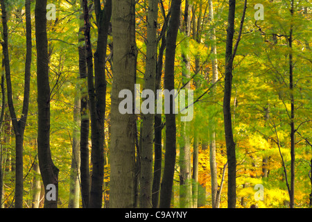 Vivacemente colorato fogliame di autunno di 'hotel Astrid legno lungo le rive del fiume Wharfe in Wharfedale, nello Yorkshire, Inghilterra Foto Stock