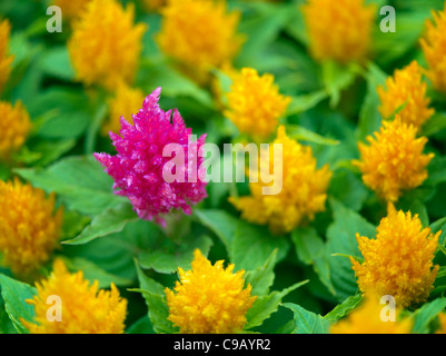 Giallo e rosso Celosia. Oregon Foto Stock