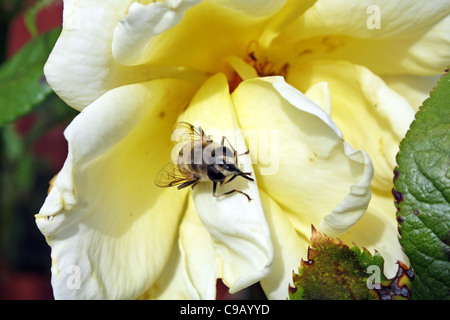 Rosa gialla con wasp Foto Stock