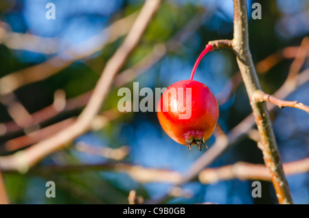 Piccola mela rossa appeso su apple tree branche. Poveri frutti maturi. Foto Stock