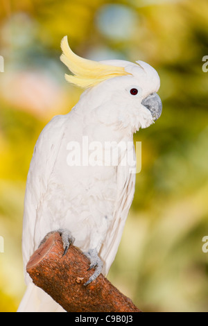 Zolfo-crested Cockatoo, Cacatua galerita Foto Stock