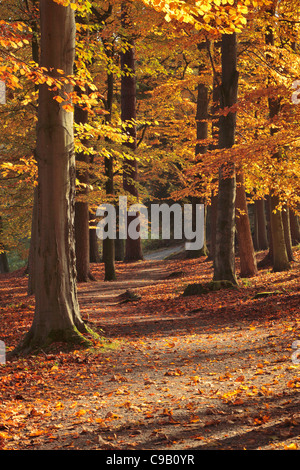 Vivacemente colorato fogliame di autunno di 'hotel Astrid legno lungo le rive del fiume Wharfe in Wharfedale, nello Yorkshire, Inghilterra Foto Stock