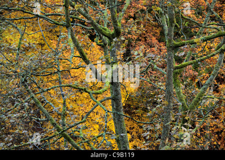 Vivacemente colorato fogliame di autunno di 'hotel Astrid legno lungo le rive del fiume Wharfe in Wharfedale, nello Yorkshire, Inghilterra Foto Stock