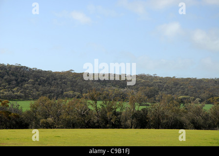 Farmland & paddock, Valle di Avon, vicino a York, Australia occidentale, Australia Foto Stock