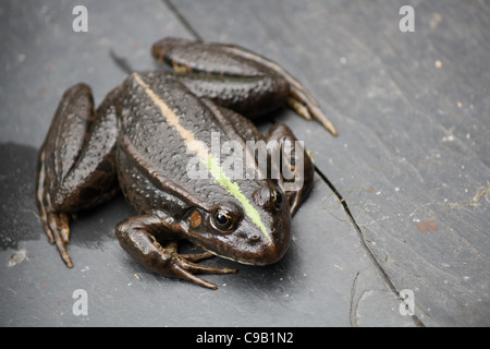 Una rana seduta su un pavimento di legno. Foto Stock