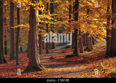 Vivacemente colorato fogliame di autunno di 'hotel Astrid legno lungo le rive del fiume Wharfe in Wharfedale, nello Yorkshire, Inghilterra Foto Stock