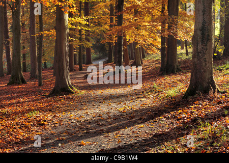 Vivacemente colorato fogliame di autunno di 'hotel Astrid legno lungo le rive del fiume Wharfe in Wharfedale, nello Yorkshire, Inghilterra Foto Stock
