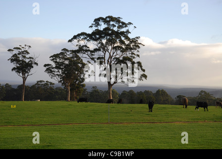 Paesaggio con bestiame, Danimarca, Australia occidentale, Australia Foto Stock