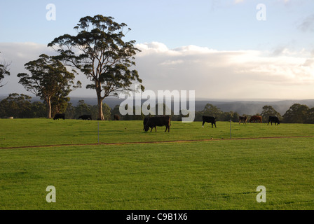 Paesaggio con bestiame, Danimarca, Australia occidentale, Australia Foto Stock