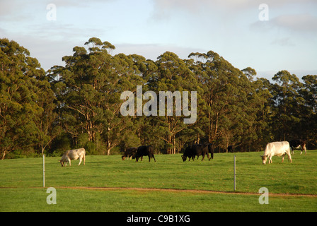 Paesaggio con bestiame, Danimarca, Australia occidentale, Australia Foto Stock