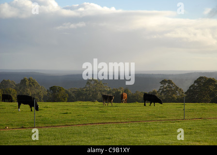 Paesaggio con bestiame, Danimarca, Australia occidentale, Australia Foto Stock