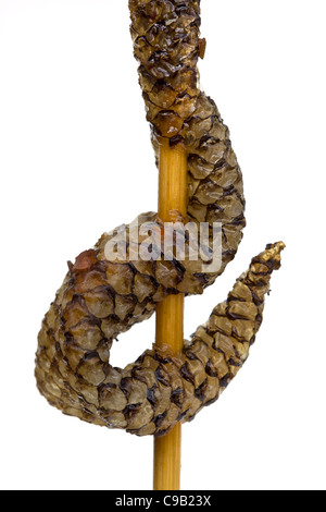 Serpente cotto in vendita al mercato notturno di Wangfujing a Pechino - un esempio dello strano o strano cibo mangiato dalle persone di tutto il mondo Foto Stock