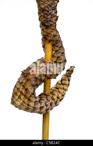 Serpente cotto in vendita al mercato notturno di Wangfujing a Pechino - un esempio dello strano o strano cibo mangiato dalle persone di tutto il mondo Foto Stock