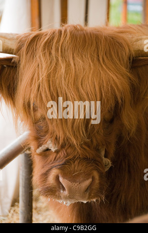 Testa di close-up di giovani ben curato Highland mucca concorrente (lunghi capelli sopra gli occhi) - Kilnsey spettacolo agricolo showground, Yorkshire Dales, England, Regno Unito Foto Stock