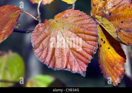 Viburnum dilatatum Erie Linden Viburnum Caprifoglio famiglia. Foto Stock