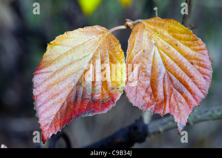 Viburnum dilatatum Erie Linden Viburnum Caprifoglio famiglia. Foto Stock