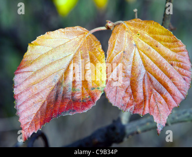 Viburnum dilatatum Erie Linden Viburnum Caprifoglio famiglia. Foto Stock