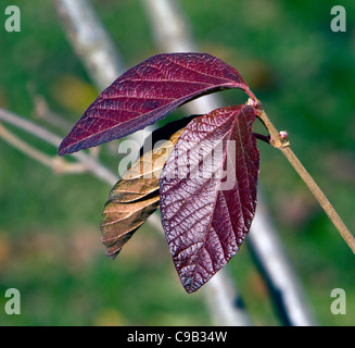 Viburnum dilatatum Erie Linden Viburnum Caprifoglio famiglia. Foto Stock