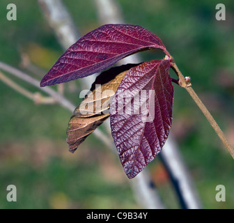 Viburnum dilatatum Erie Linden Viburnum Caprifoglio famiglia. Foto Stock