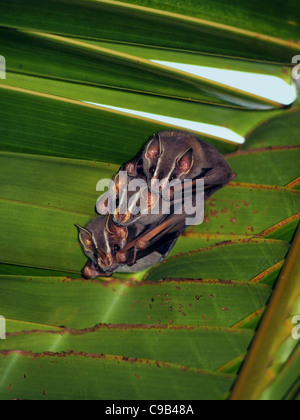 Tent-Making pipistrelli, Uroderma bilobatum, sotto palme da cocco, Caraibi, Costa Rica Foto Stock