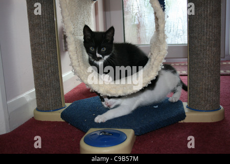 Bianco e nero gattino in cat arrampicata tunnel del telaio mentre il bianco e nero gattino giocando al di sotto di . Foto Stock