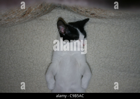 Gattino bianco con il nero le orecchie e la fronte iscrizioni addormentato veloce sul vello bianco sul divano. Foto Stock