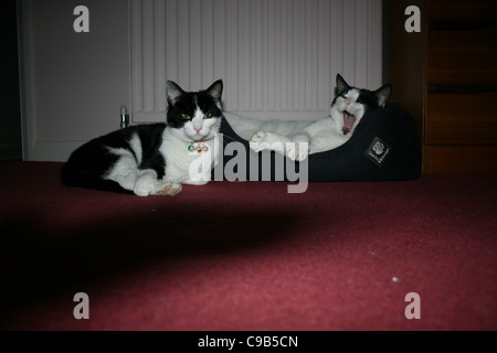 Gatto Bianco con marcature nere sulla testa nel cestello sbadigli nella parte anteriore del radiatore , bianco e nero cat posa sul tappeto rosso. Foto Stock