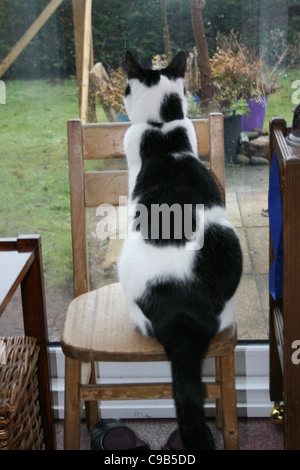 Bianco e nero gatto maschio seduto sulla sedia per il bambino guardando fuori in giardino Foto Stock