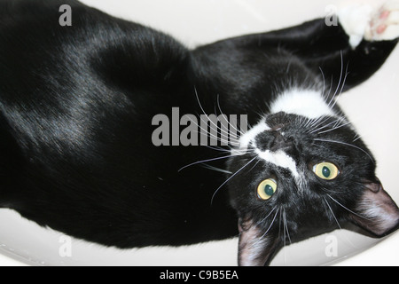 Maschio nero cat con faccia bianca iscrizioni di posa in bagno lavandino guardando il lato giù. Foto Stock