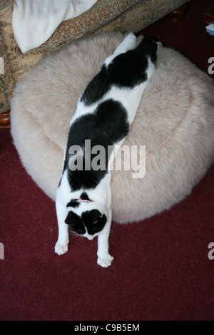 Bianco e nero gatto maschio in appoggio sul beige soffio su un tappeto rosso scuro. Foto Stock