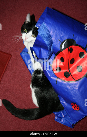 Bianco e nero gatto femmina in blu royal shopping bag con grande coccinella motif su un tappeto rosso scuro. Foto Stock