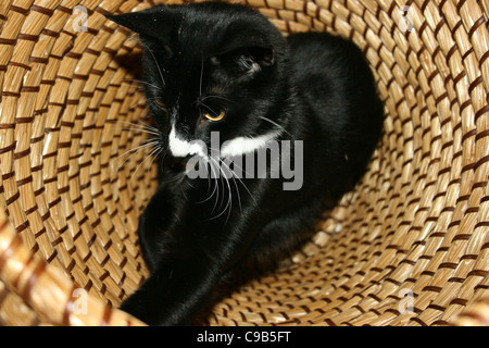 Gatto nero, alcuni bit di bianco, maschio, in vimini cesto per la biancheria Foto Stock